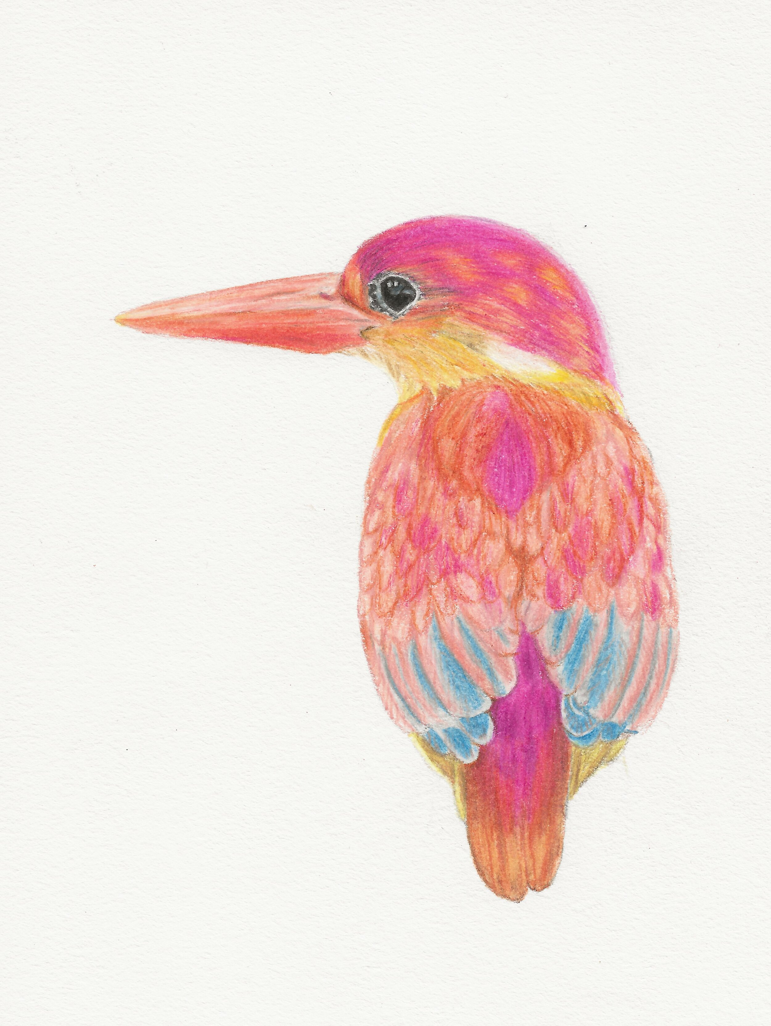 Ruby Kingfisher (2).jpeg