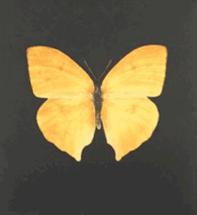Slide08.gif