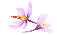 purplesm.png