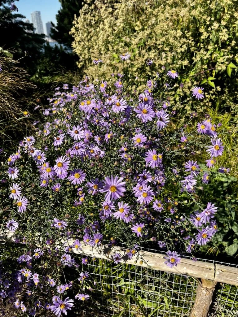 Throwback Thursday: Heartbreak and Heartburn