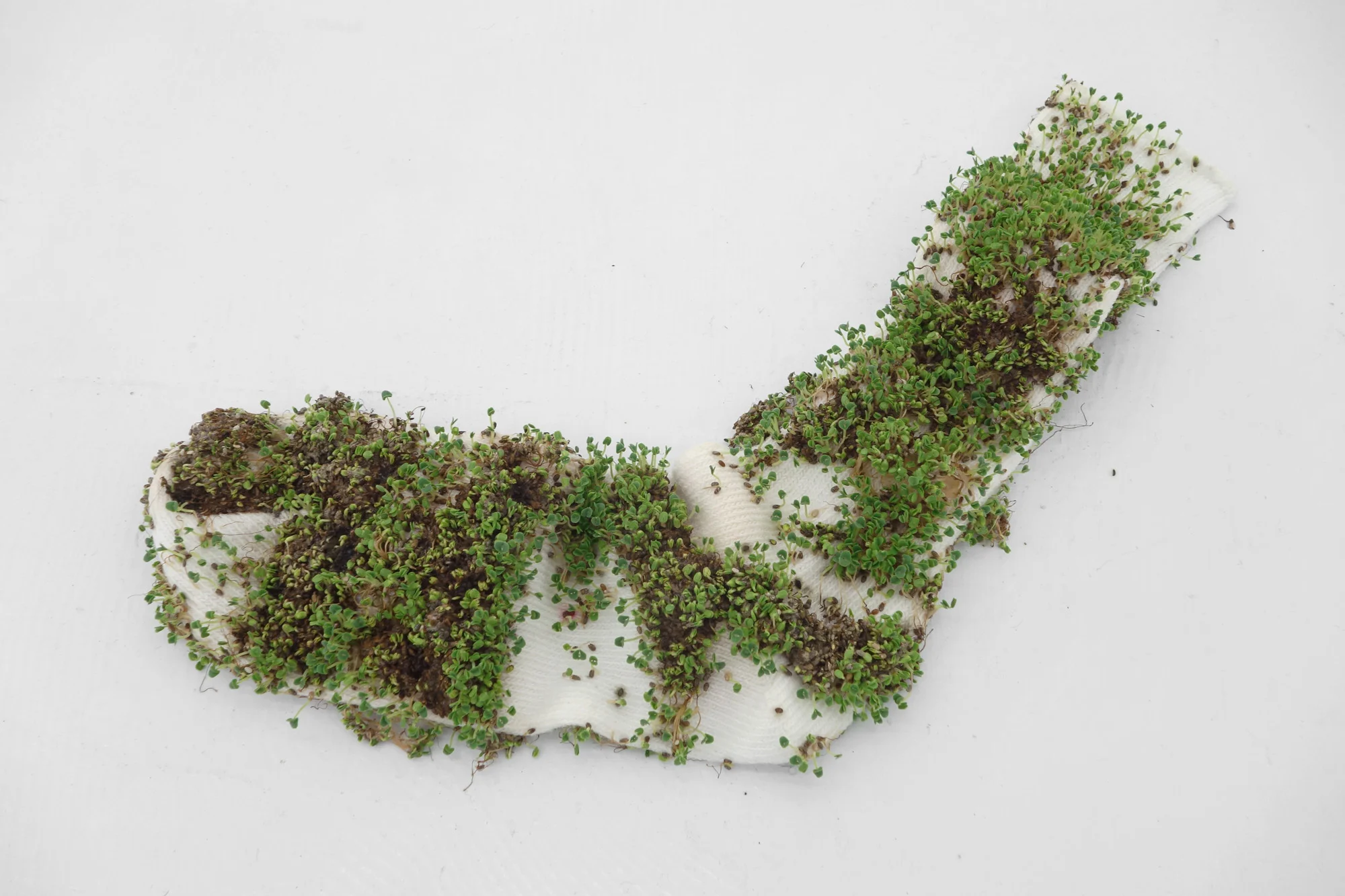 BEA FREMDERMAN Untitled, 2016