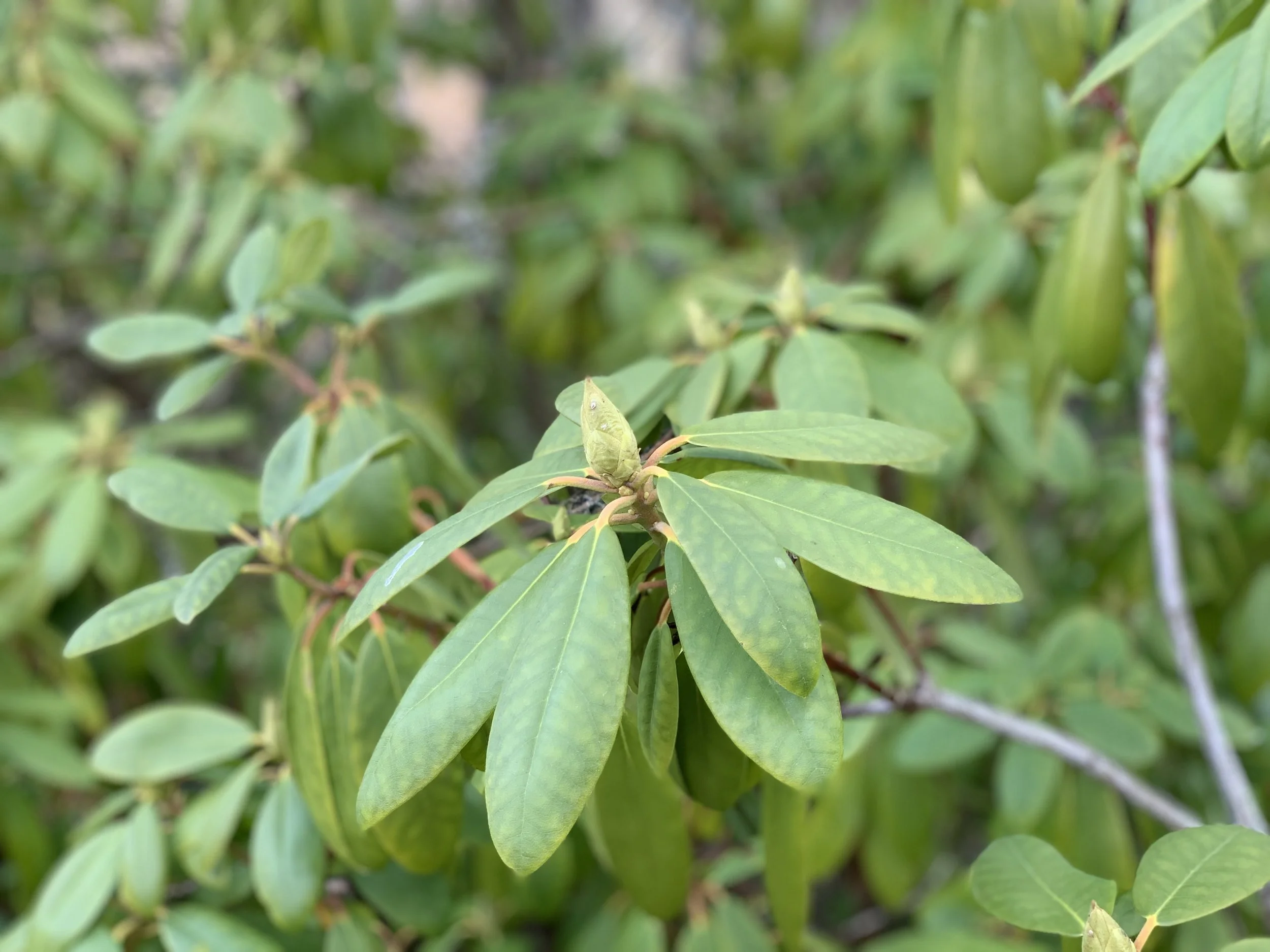 Välkommen in på Nibblas nya hemsida