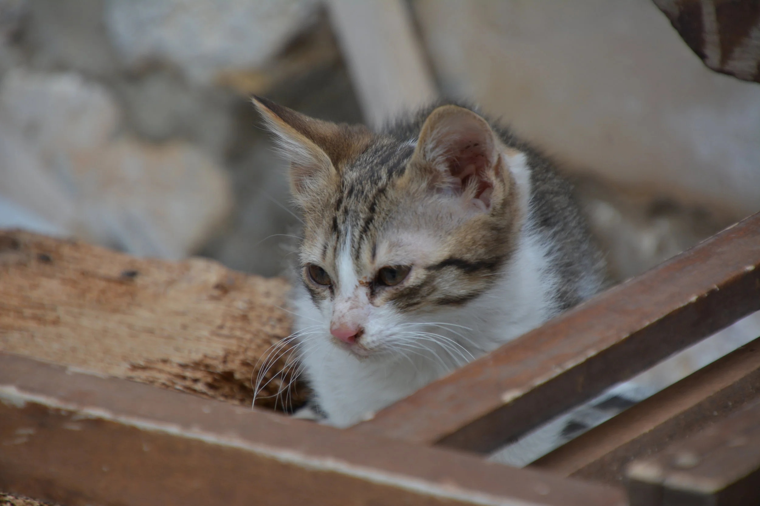 Nät över sandlådan