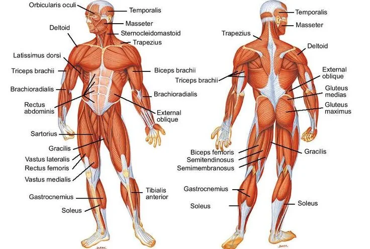 musclegroups.jpg