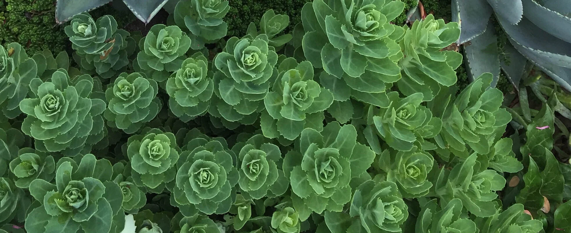 succulents_90b.jpg