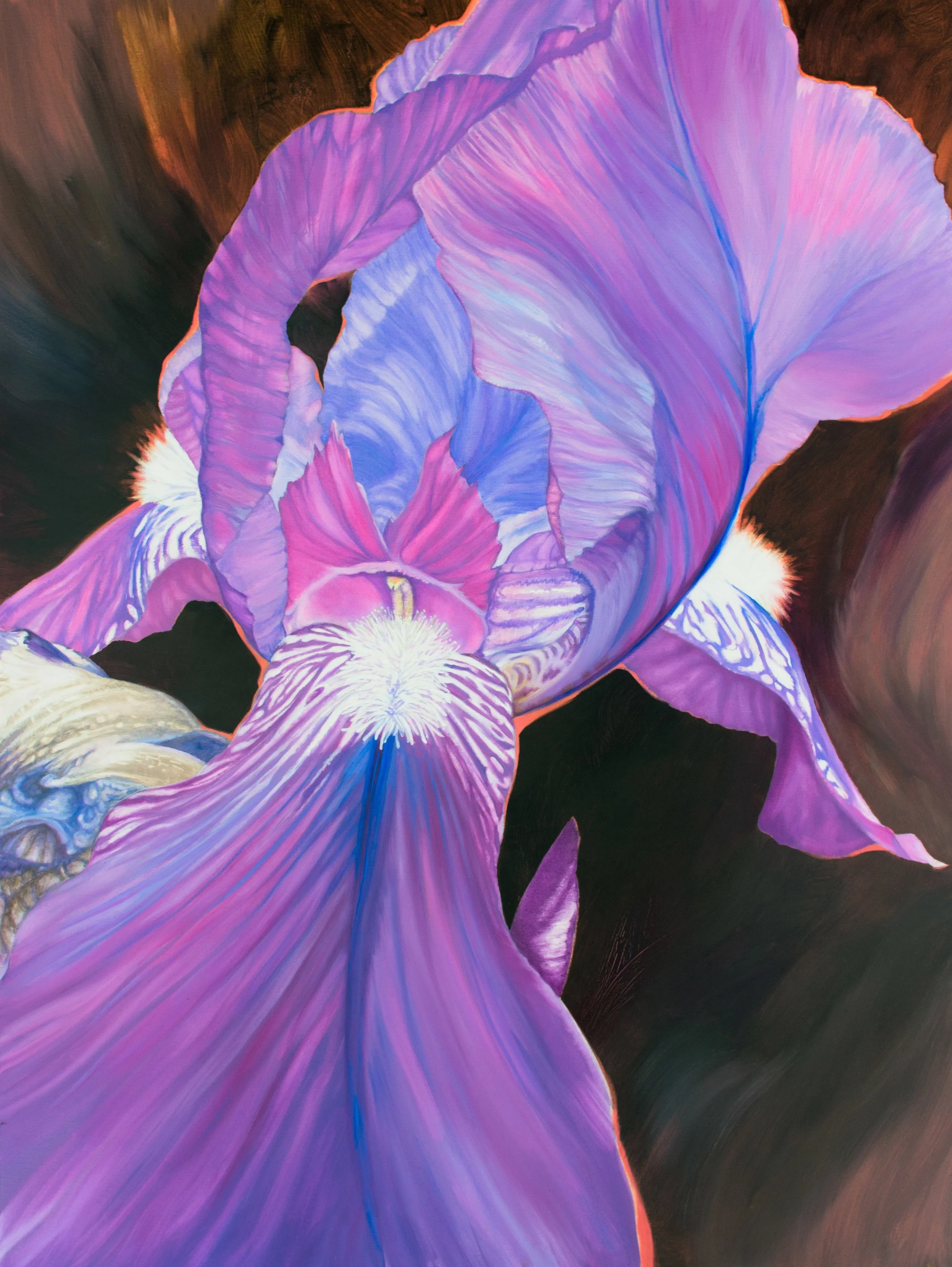   IRIS  / 36” x 48”  