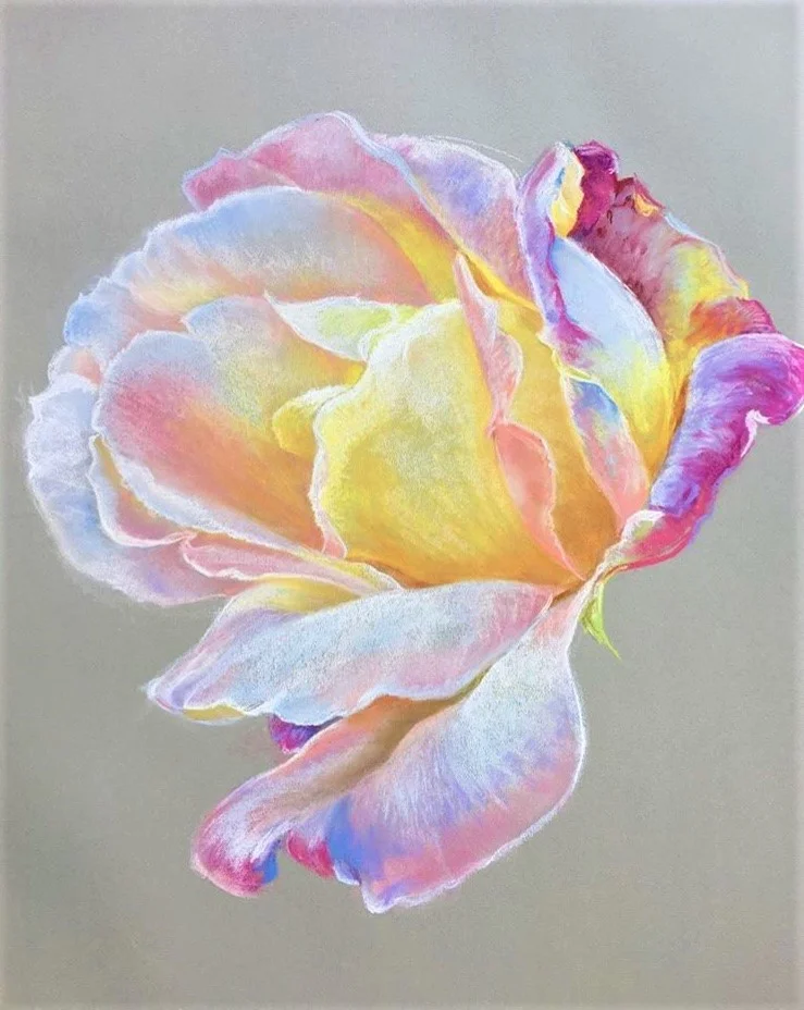   COQUETTE  / 18” x 24” pastel 
