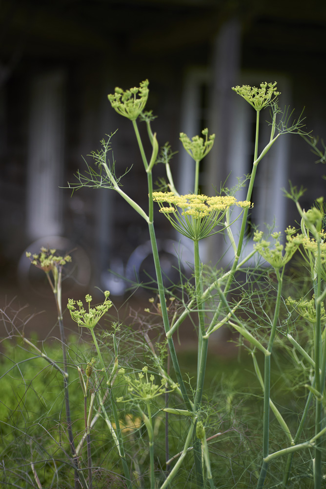 Demauro_Landcape_Design_Gardens_Hamptons_Sagaponack_0211 1.05.40 PM.jpg