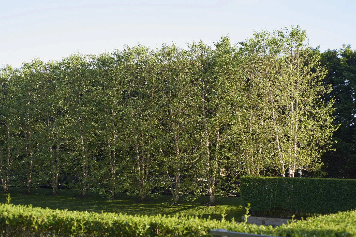 Demauro_Landcape_Design_Gardens_Hamptons_Mecox_1111.jpg