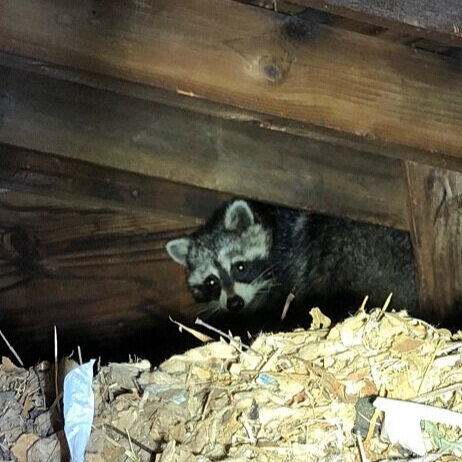 How To Remove Possums In Your Attic? (Useful Tips) - Pest Strategies
