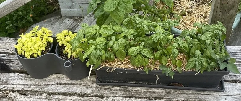 Basil plants