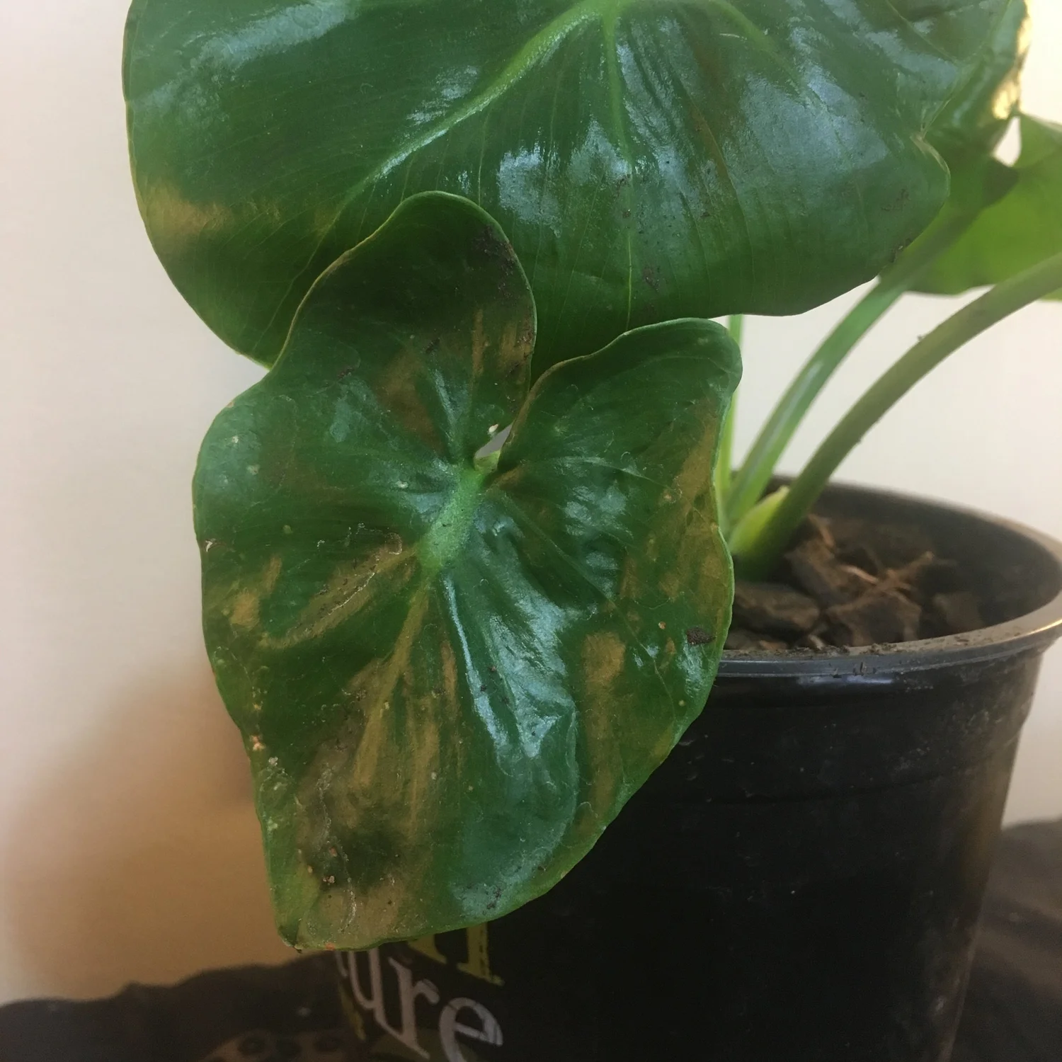 Philodendron Selloum 'Super Atom'  The Very Green Gardener