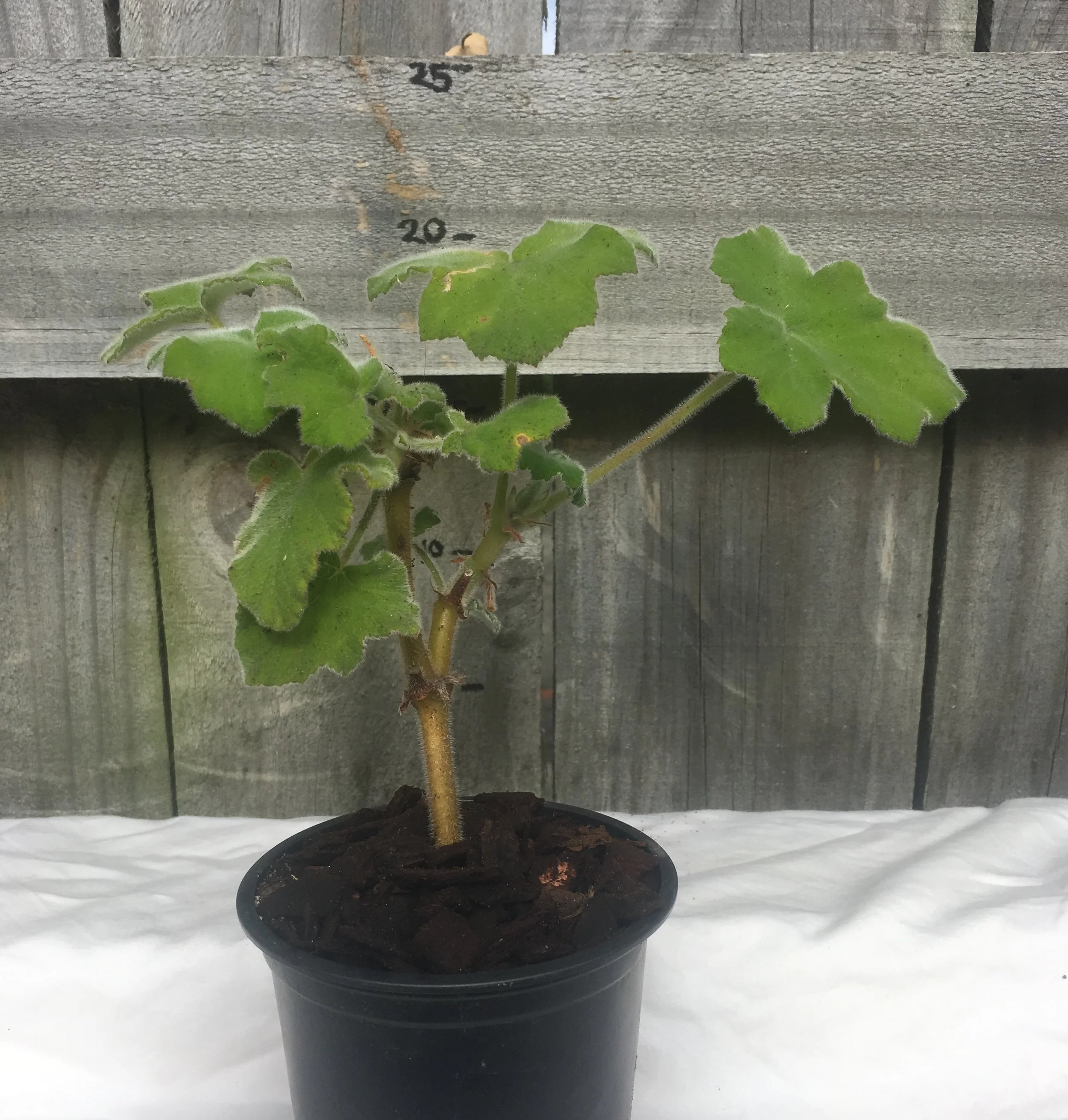 Peppermint geranium pot.jpg