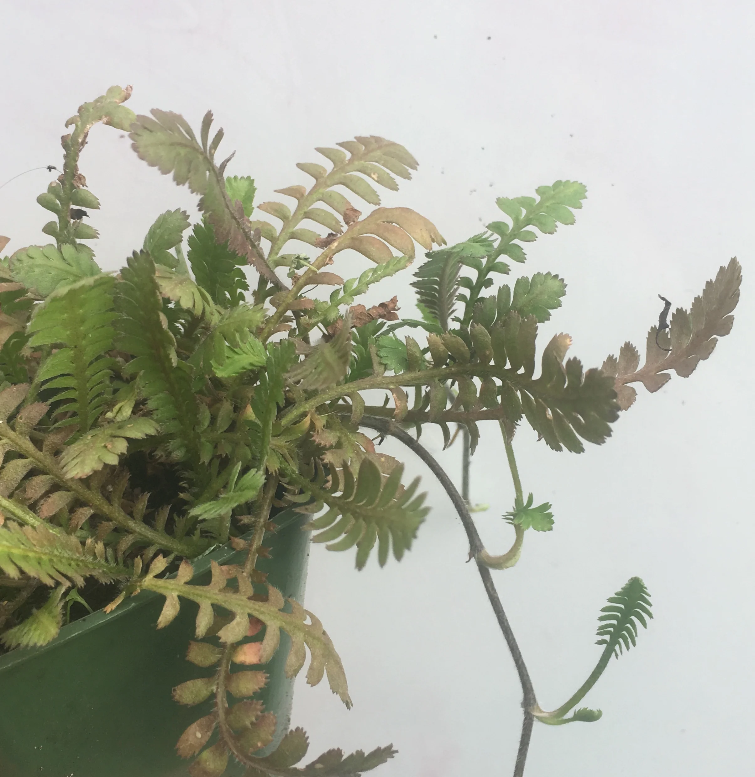 leptinella dioca red foliage spreading.jpg