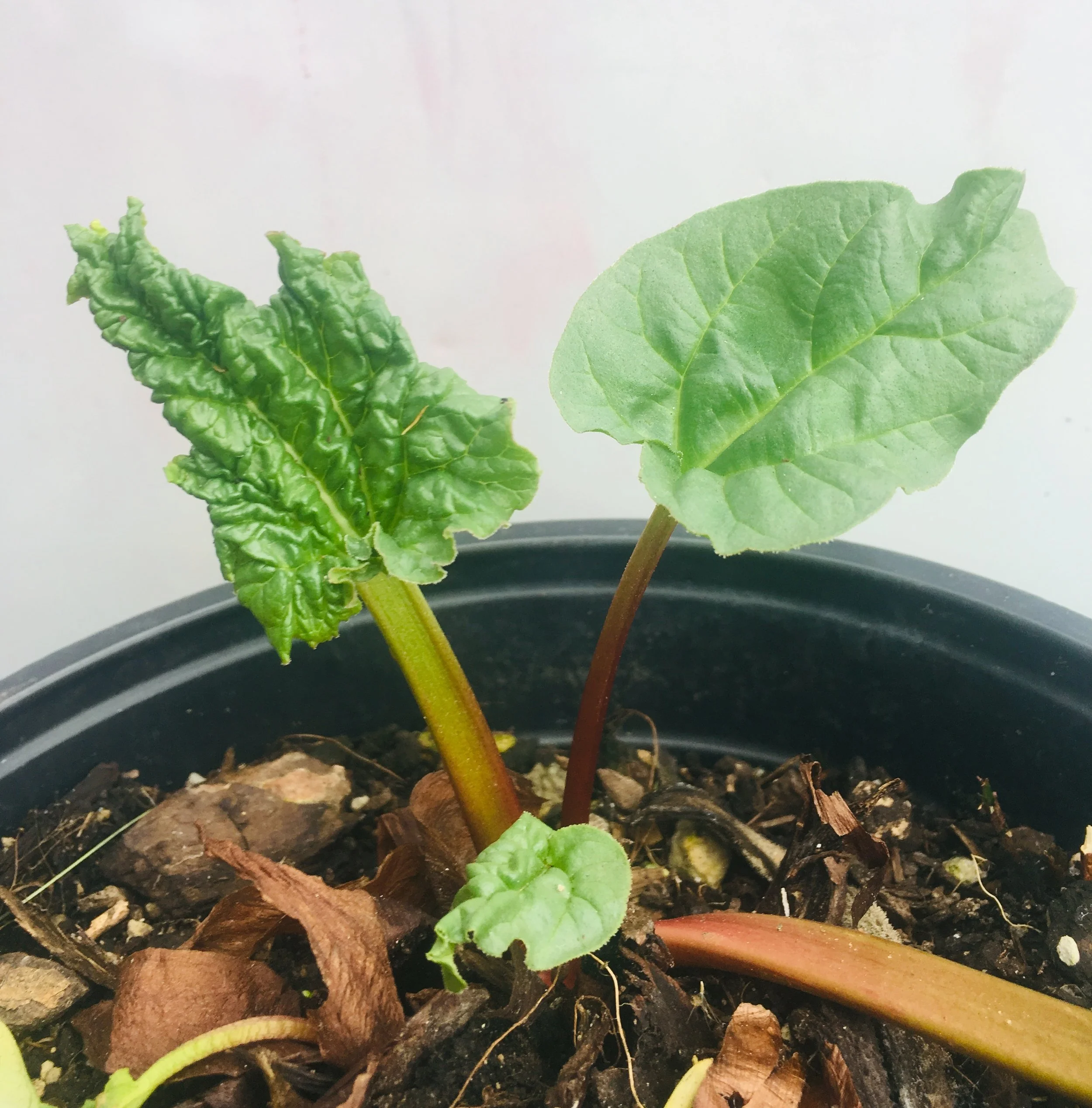 rhubarb crown.jpg