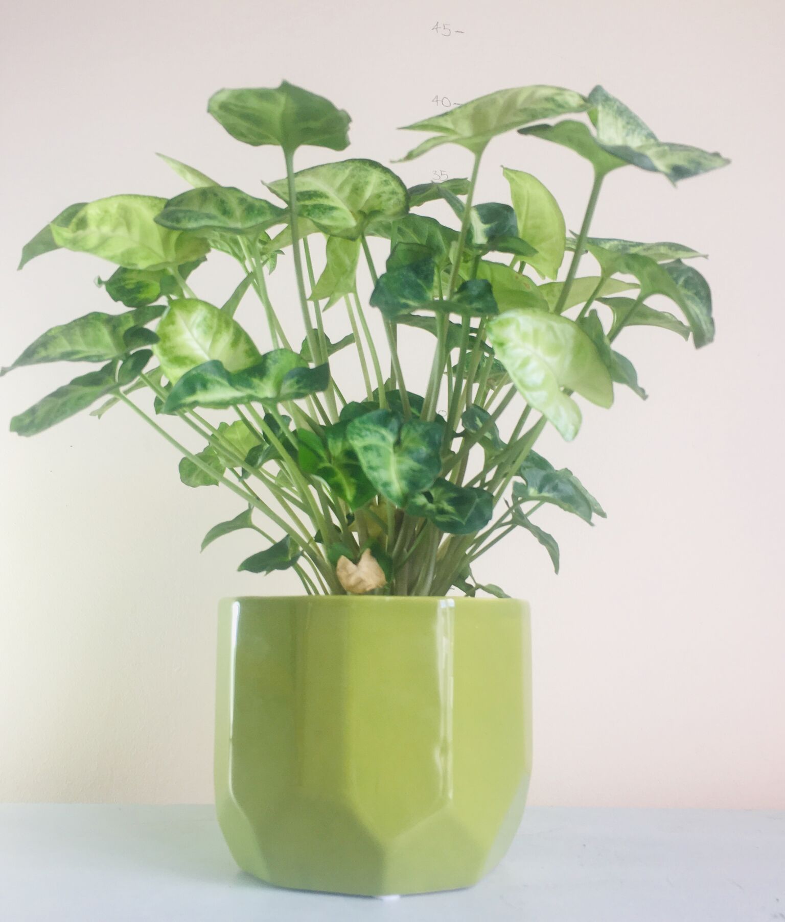 Syngonium.jpeg