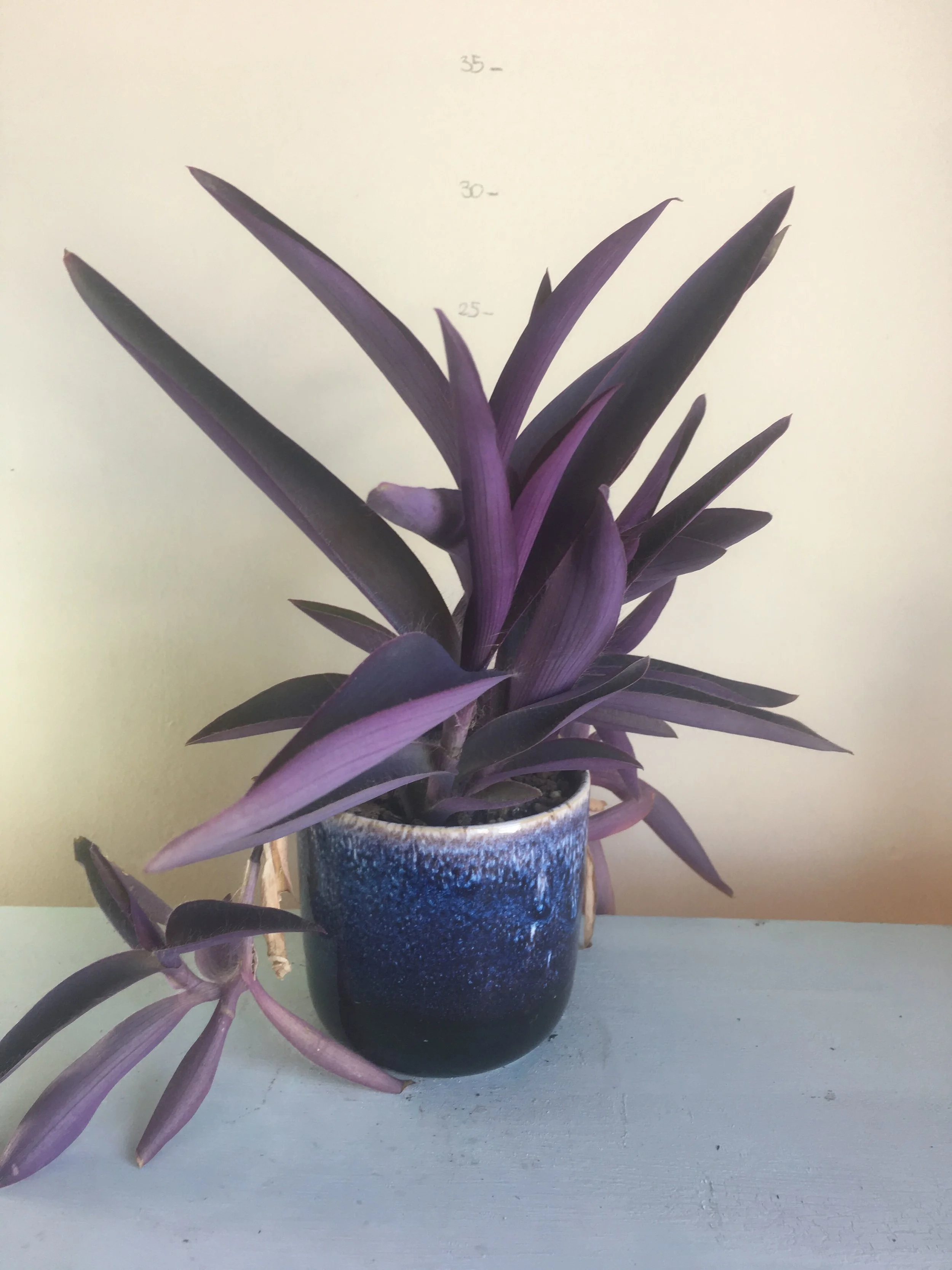 t purpurea.jpeg