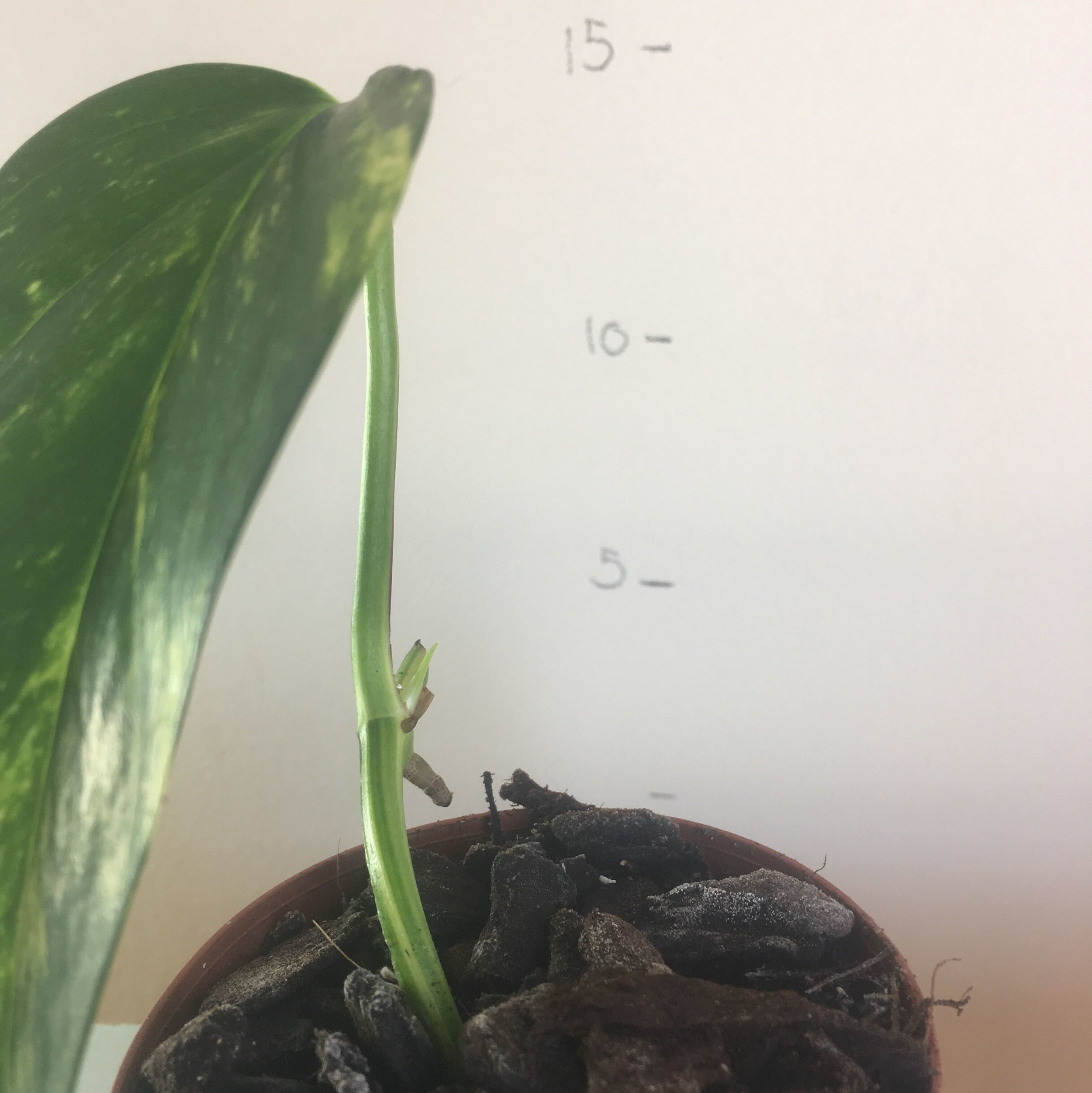 golden pothos 2.jpeg