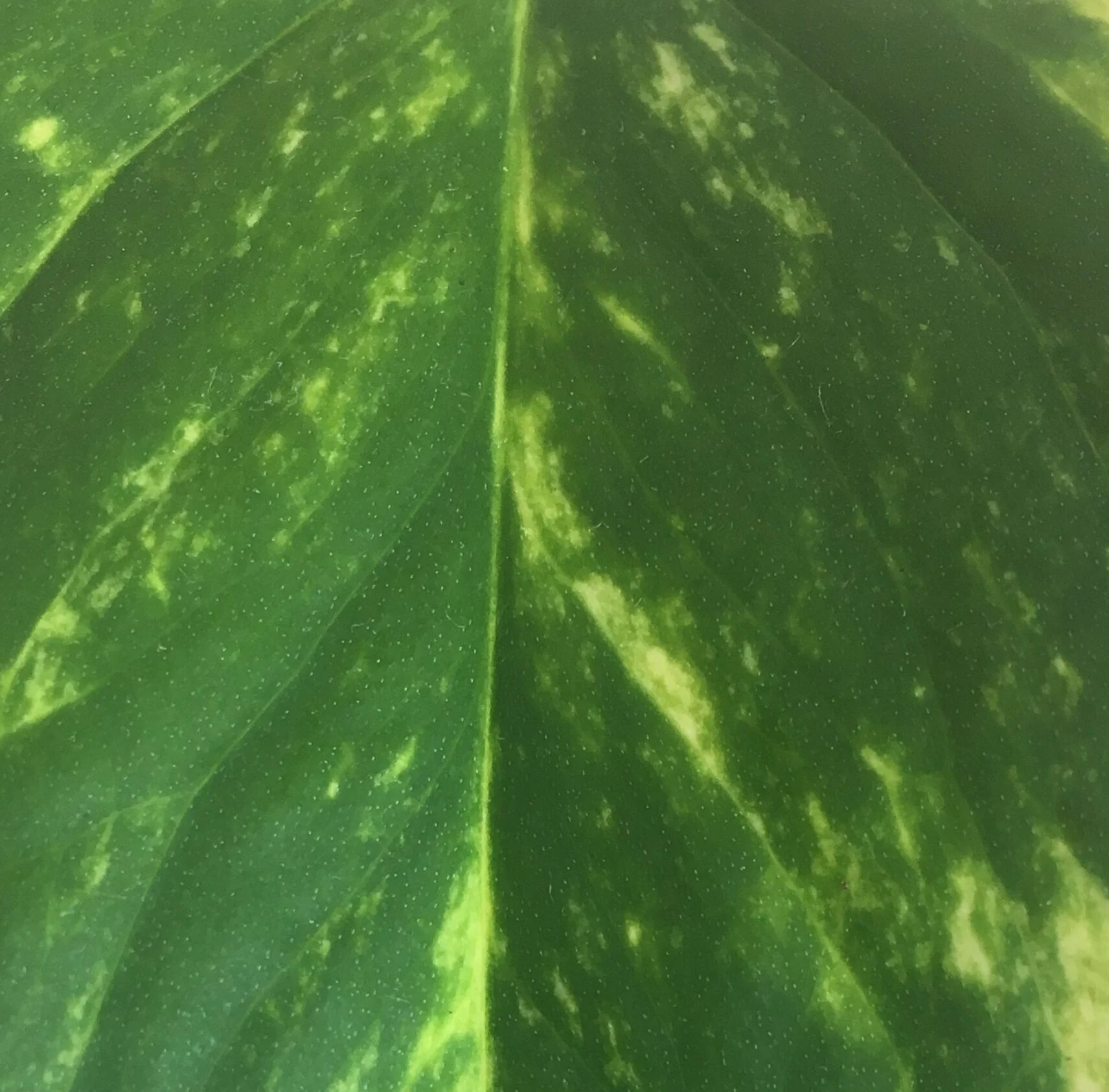 golden pothos 4.jpeg
