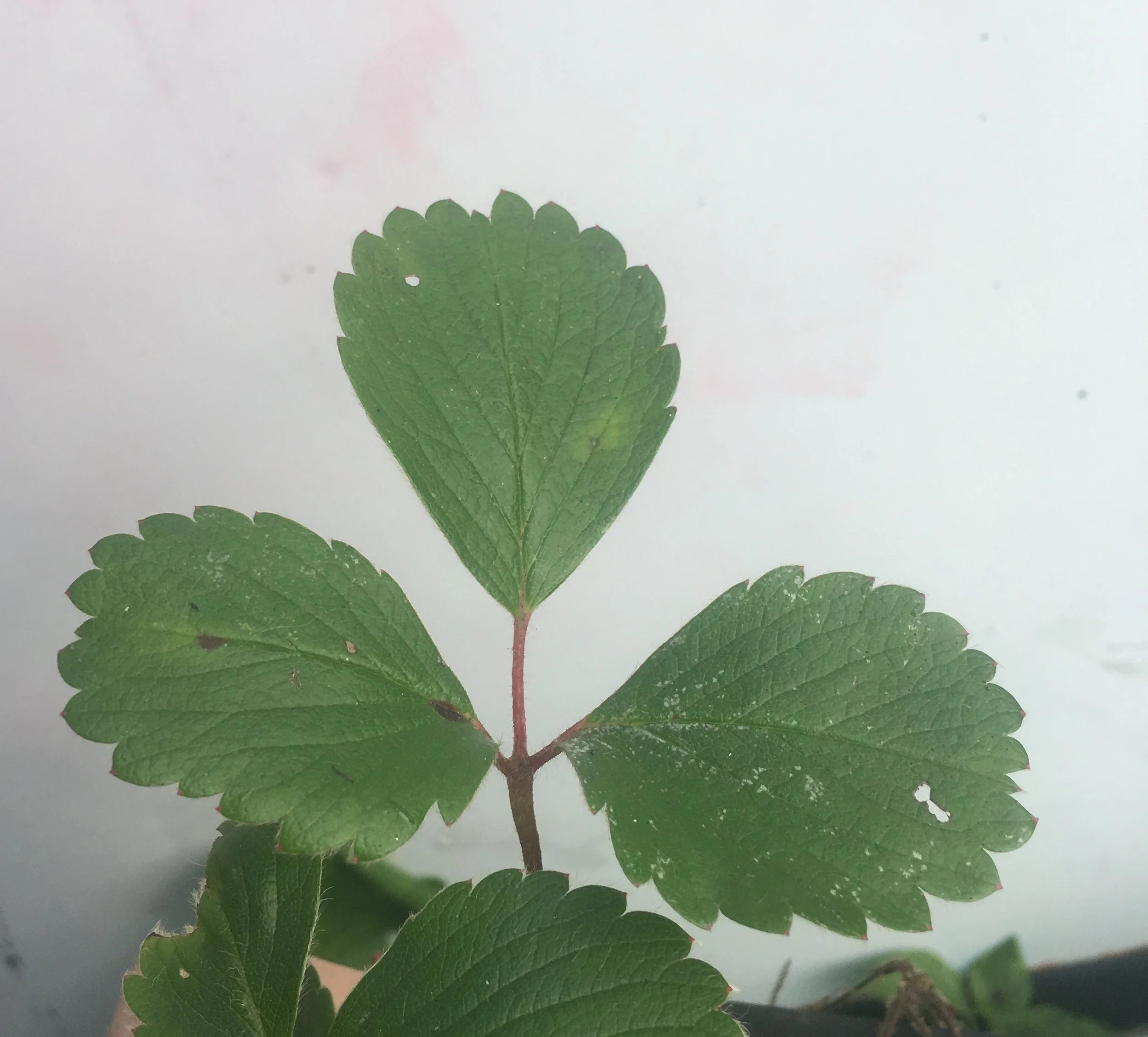 strawberry foliage.jpg