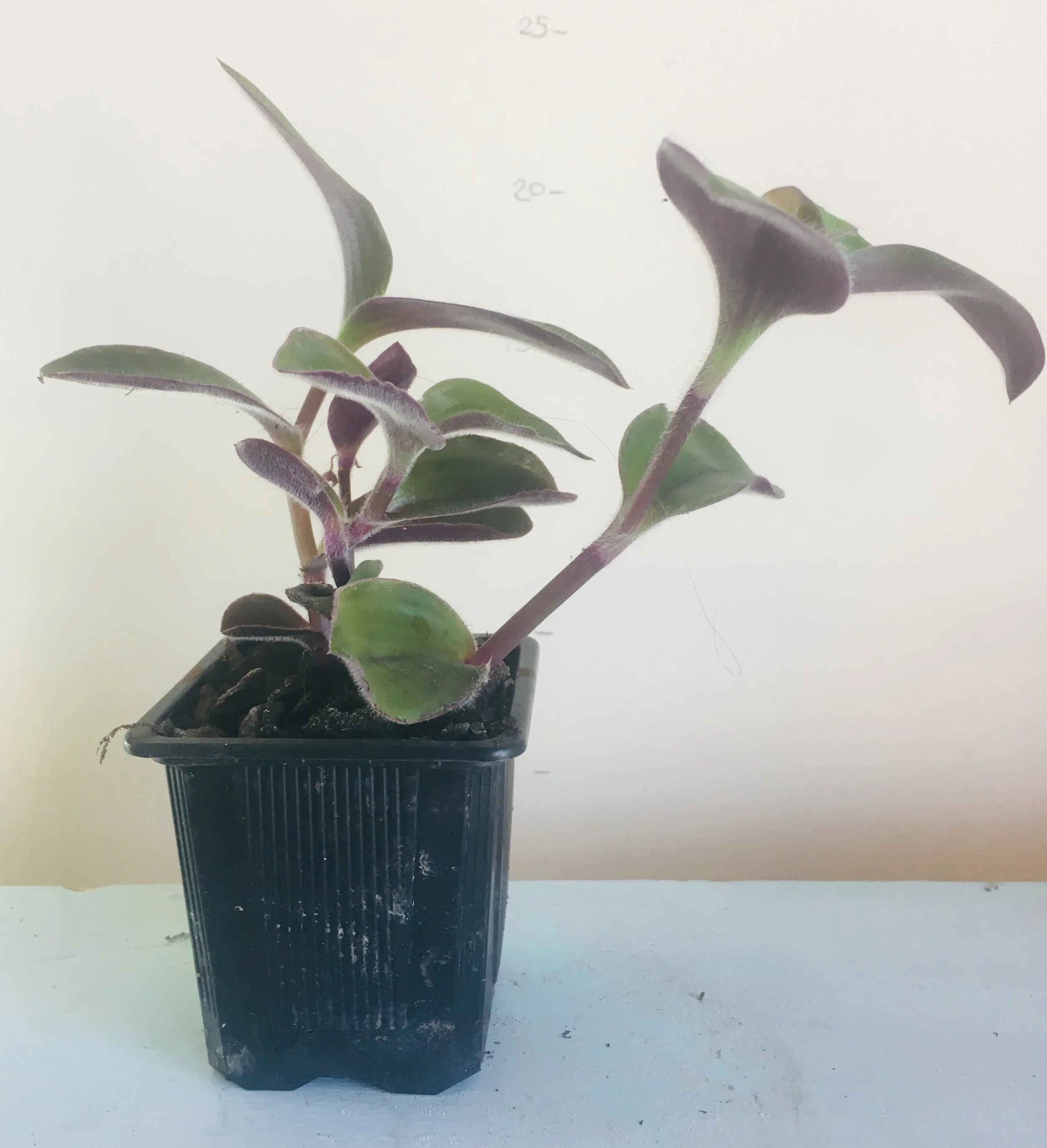 2019-05-05 12.00.09-1.jpg