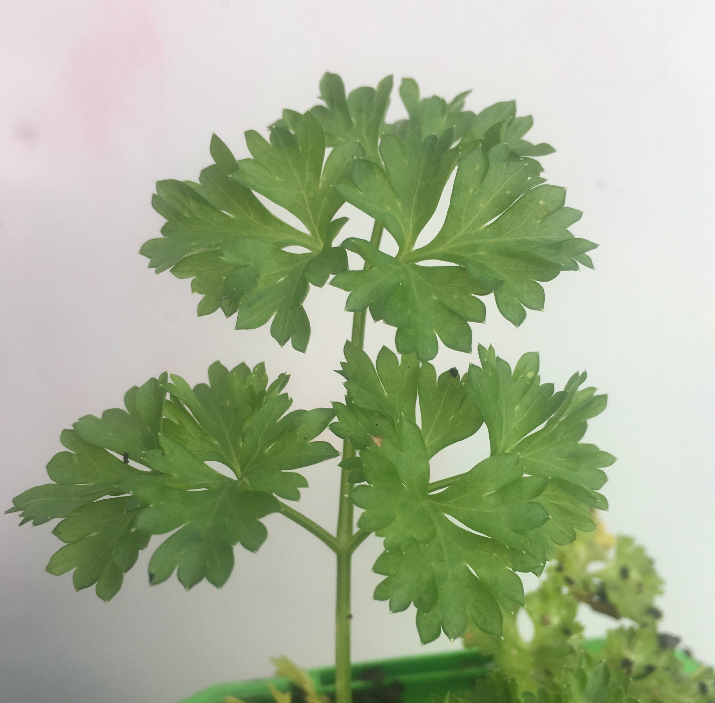 Curly parsley closeu p.jpg