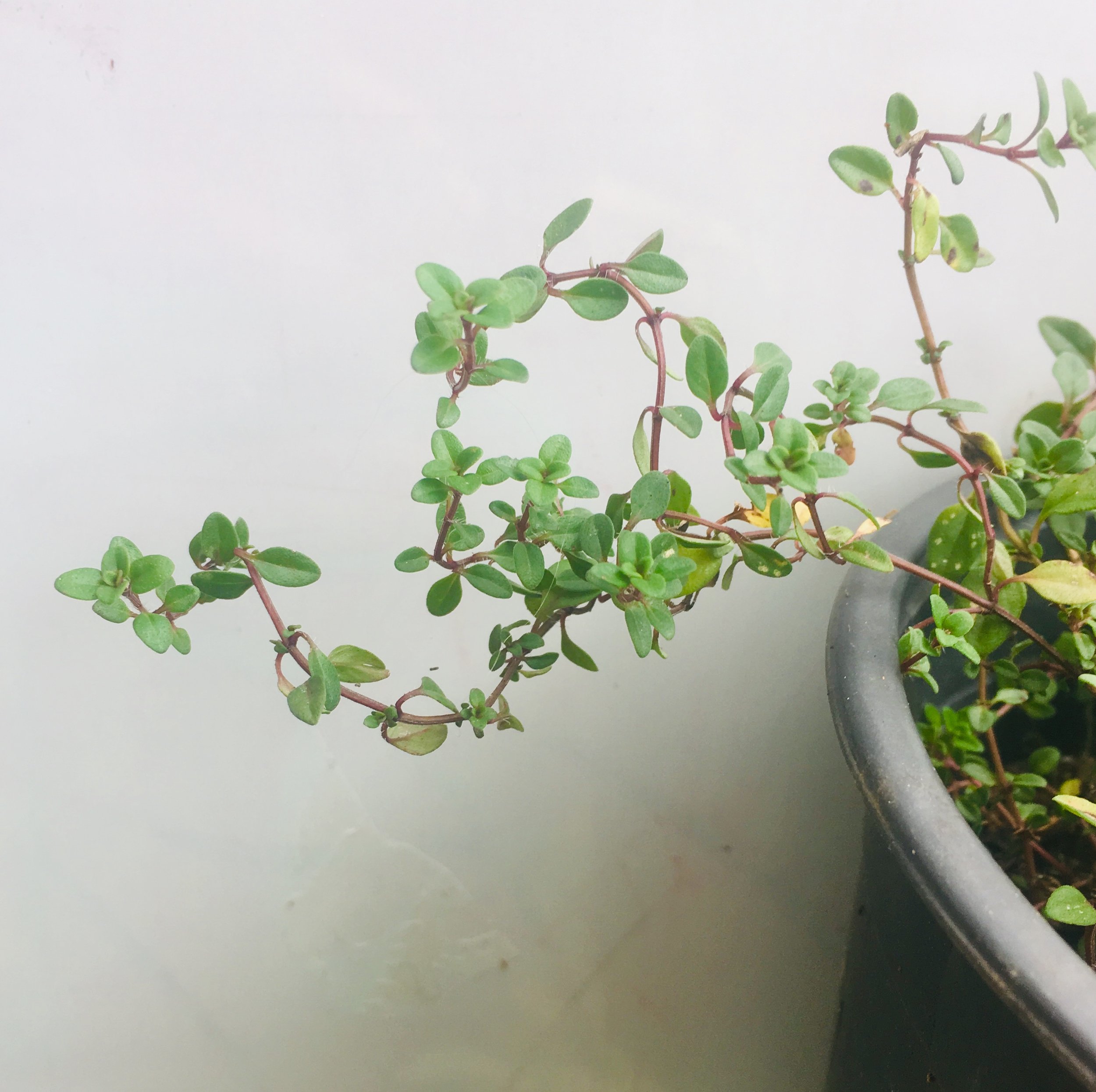 Common thyme foliage.jpg