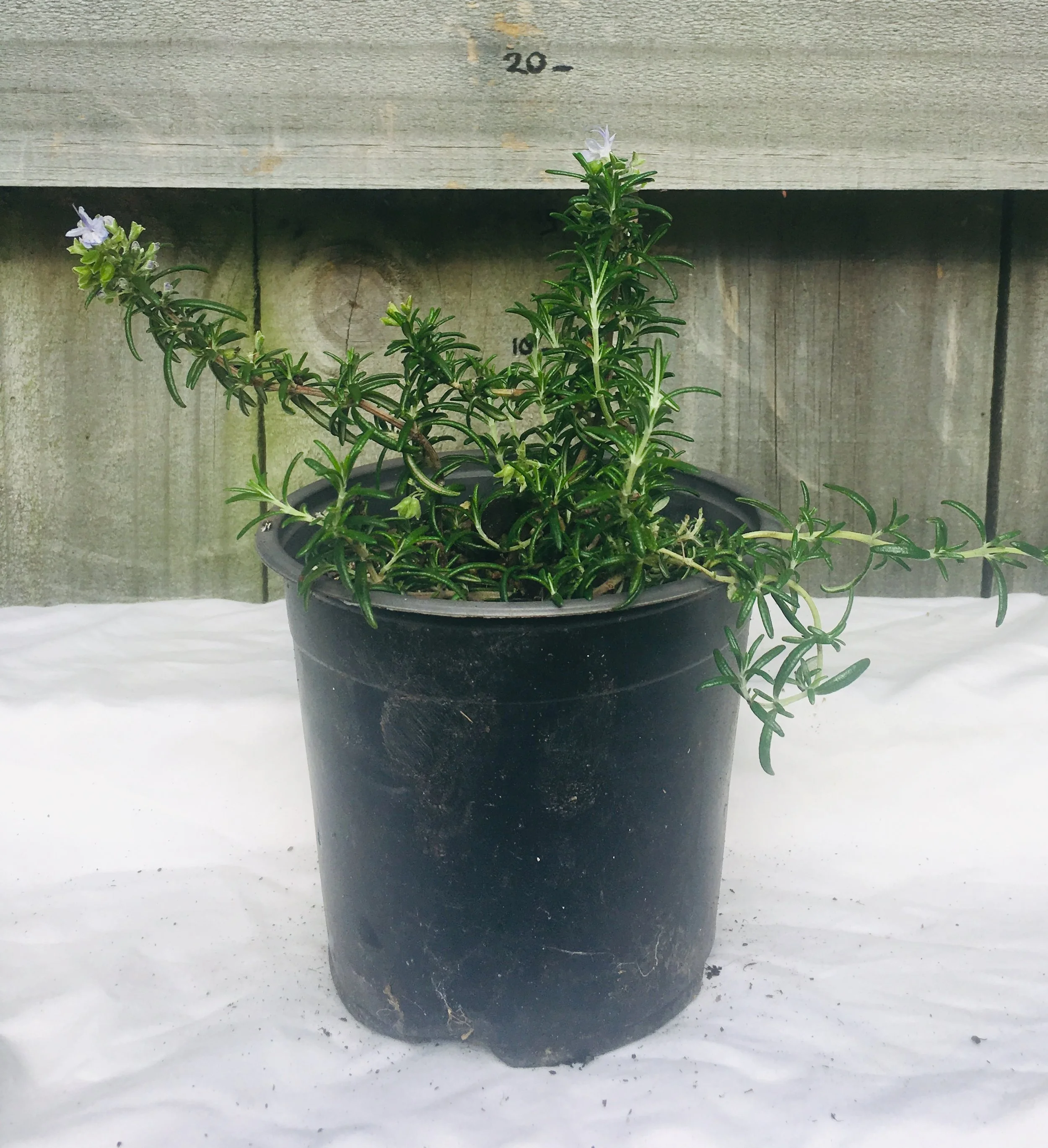 Rosemary cascading in pot.jpg