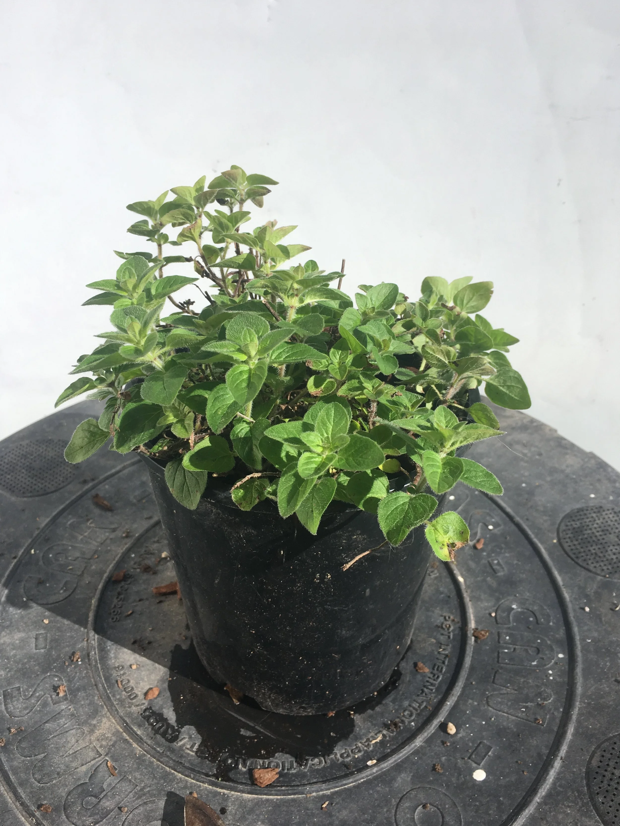 marjoram in pot (2).jpg