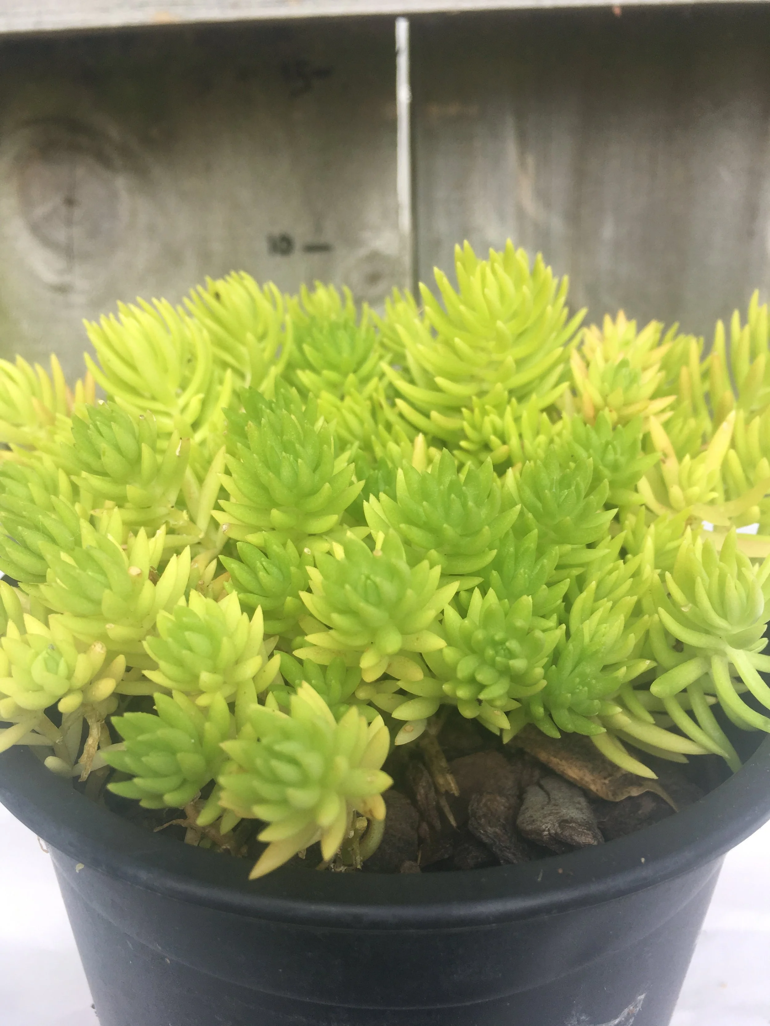 Sedum rupestre Angelina foliage.jpg