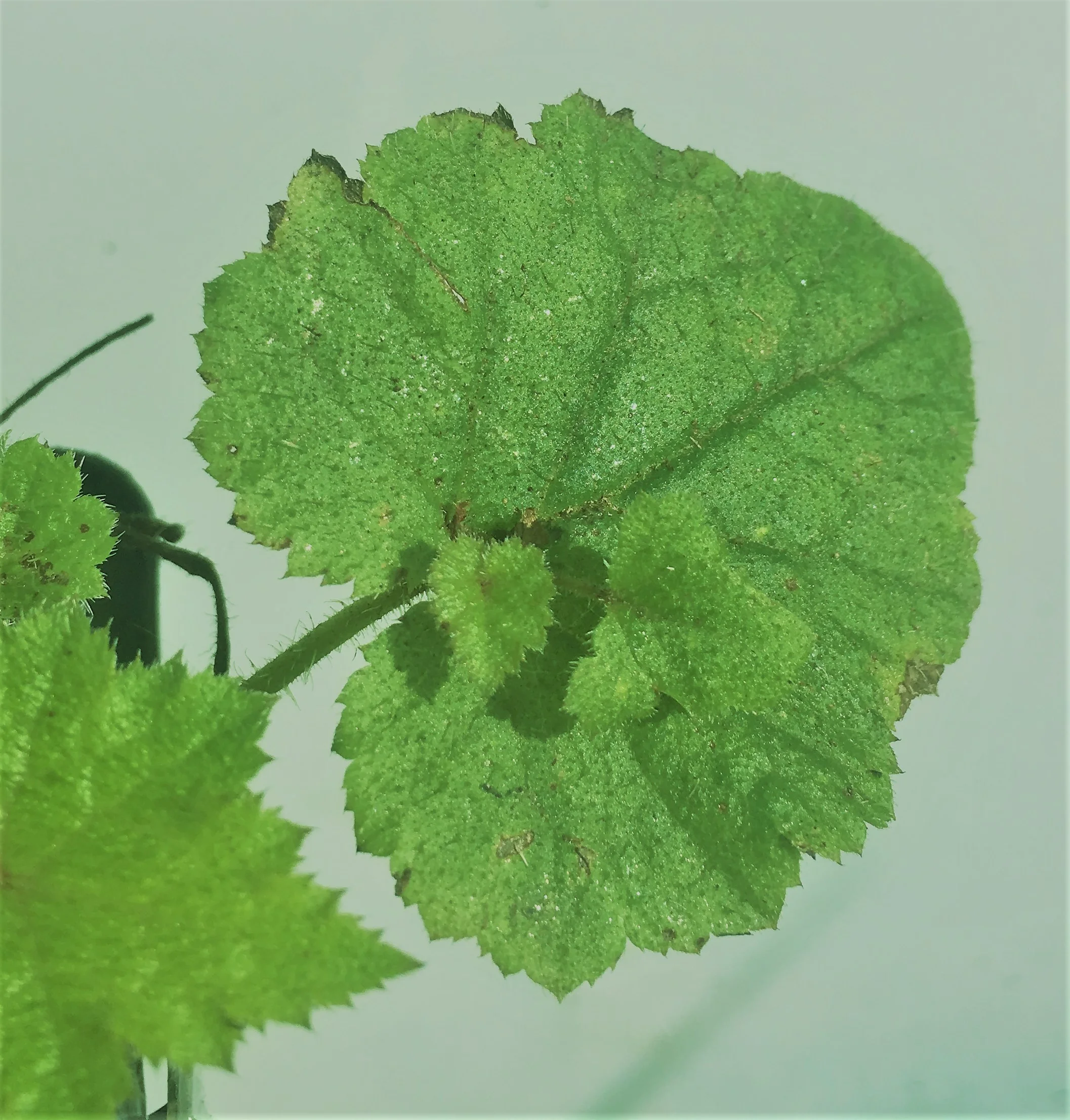 Thousand mothers foliage detail.jpg