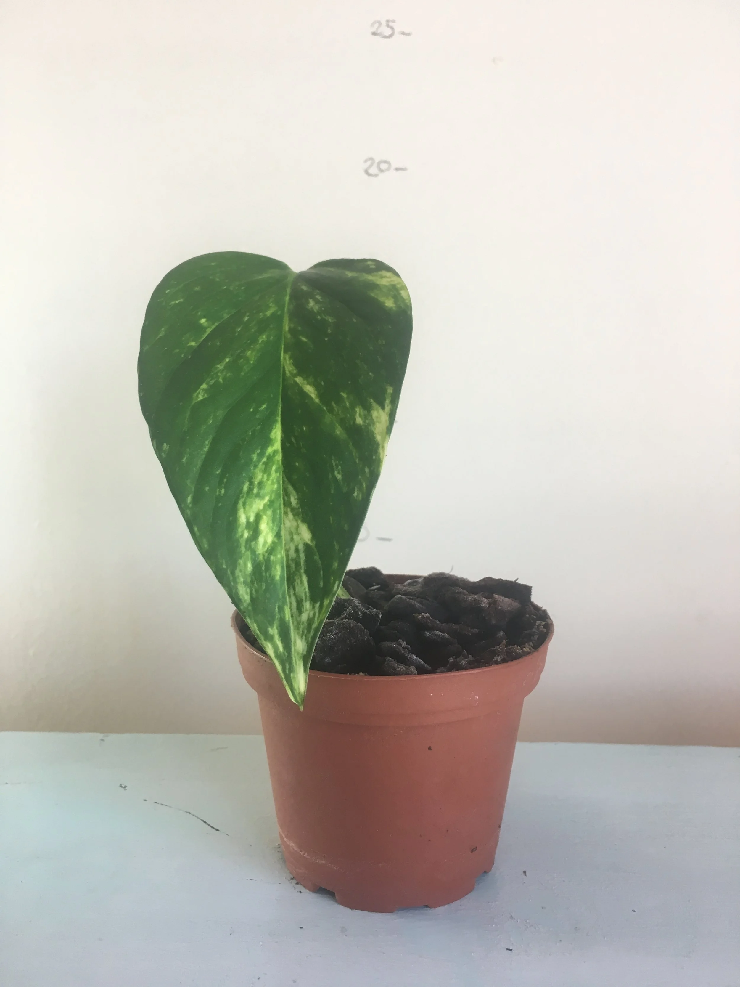 2019-05-05 11.50.47.jpg