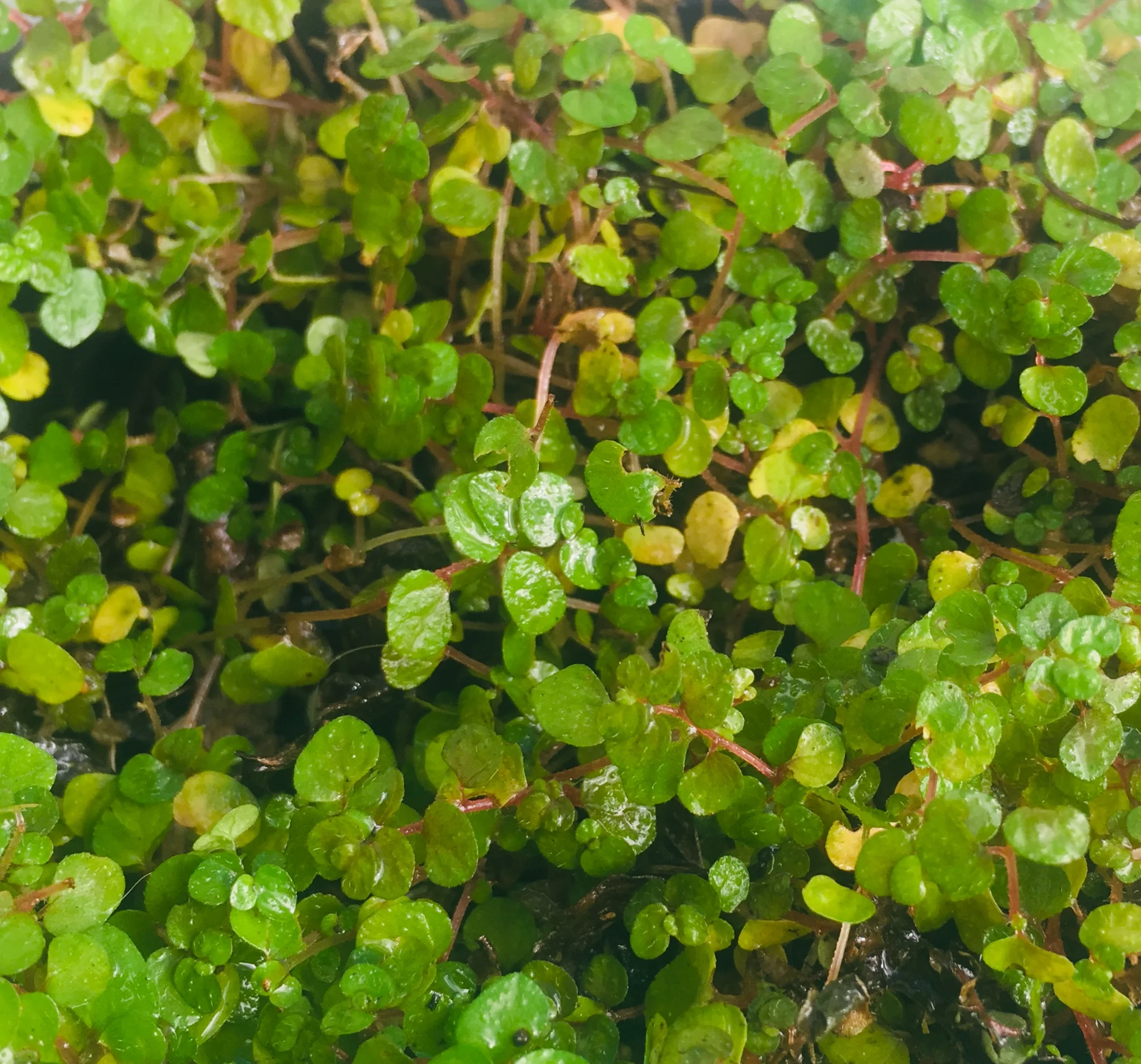 Baby tears foliage.jpg
