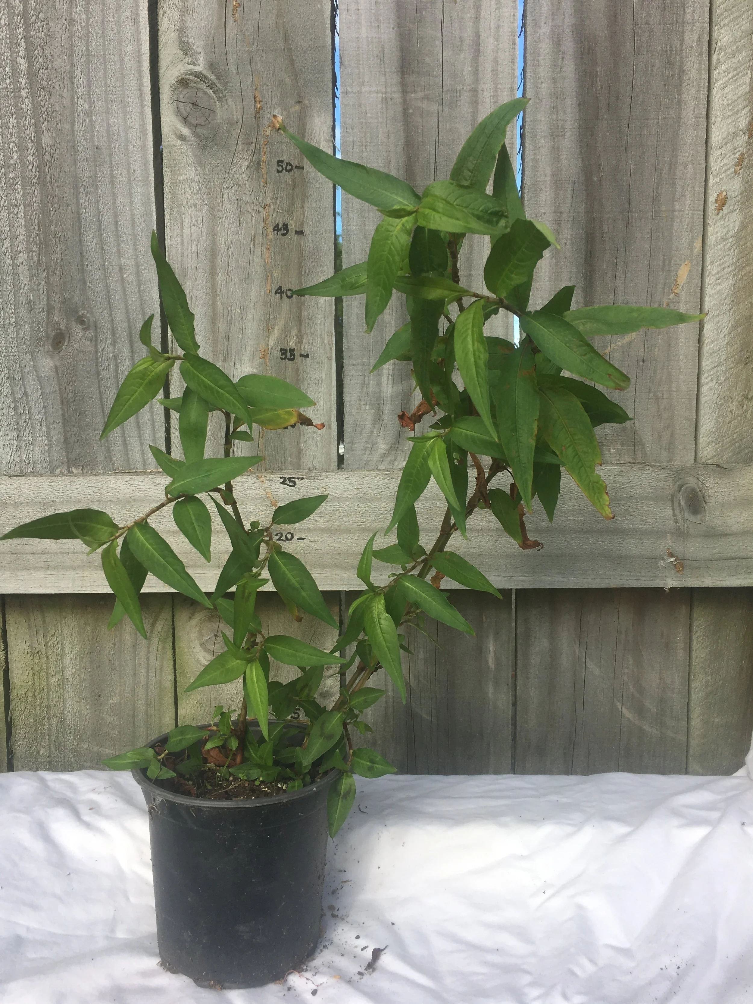 Vietnamese mint in pot.jpg