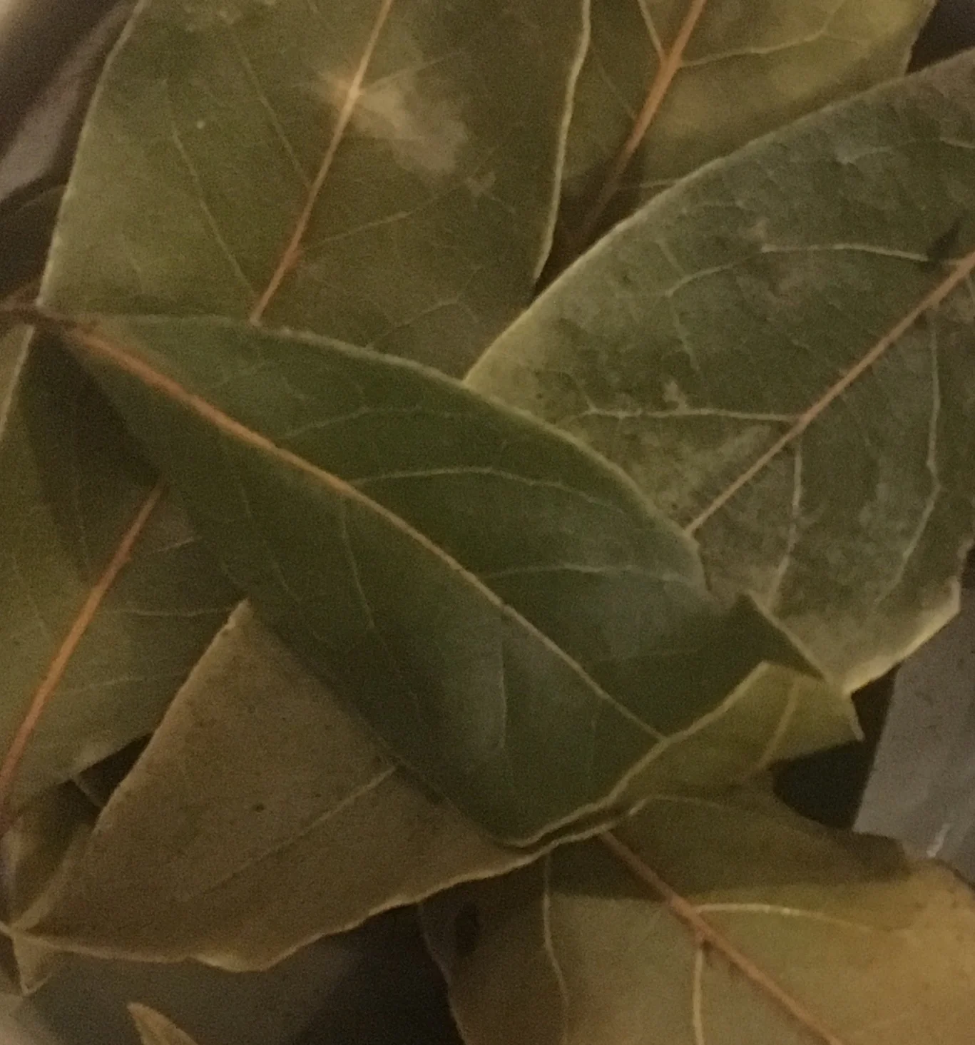 Bay leaves macro.jpg