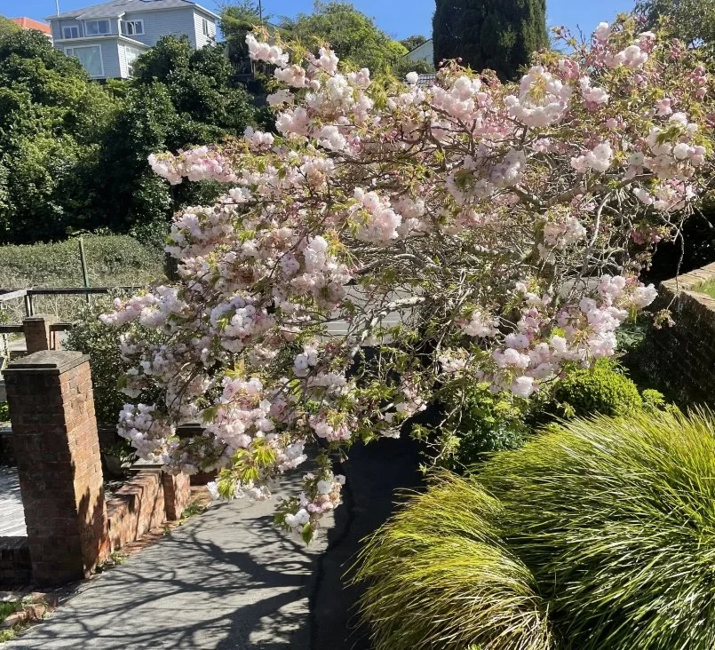 flowering cherry tree, Prunus serrulata ‘Shimidsu Sakura'