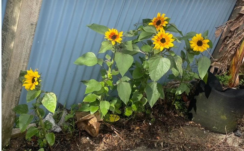 Summer heat, and hopefully some harvests