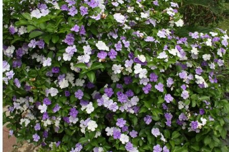 Designing an eternally flowering garden bed