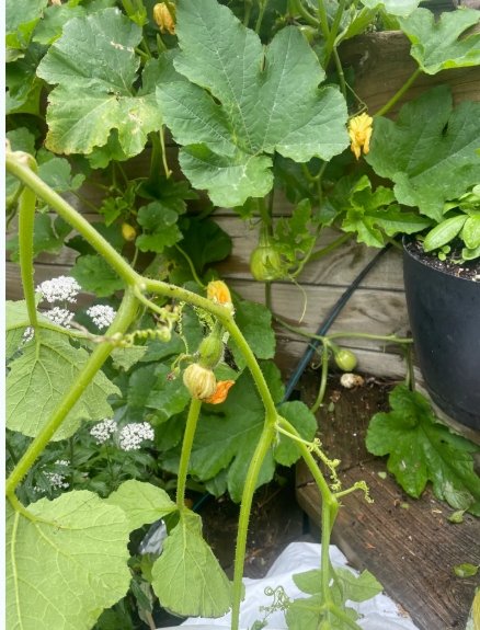 A quick check in on your garden