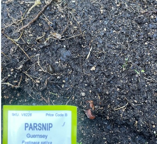 Autumn/Winter planting