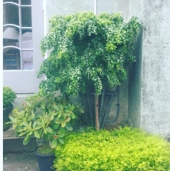 If you can't mow it, weedeat it