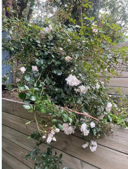More trimming and a weird rose