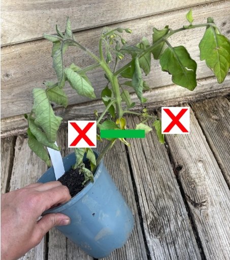 The ground rules of Tomatoes