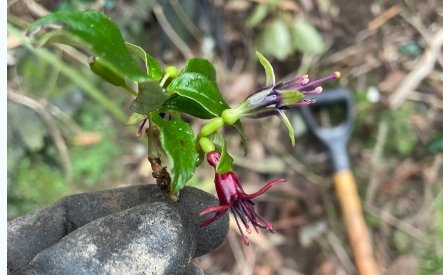 Mealy bugs, trimming, and a list of tasks as long as yer arm