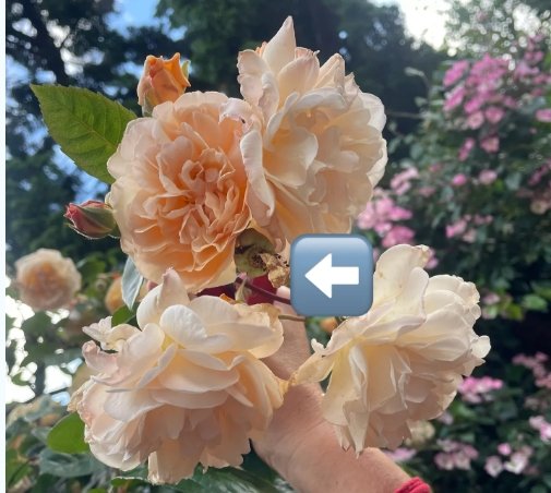 Spring deadheading