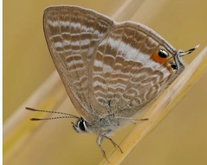 Creating a butterfly garden