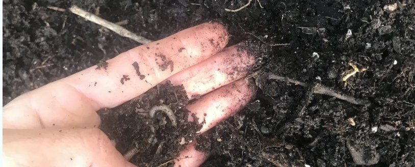 Growing big, beautiful plants this season