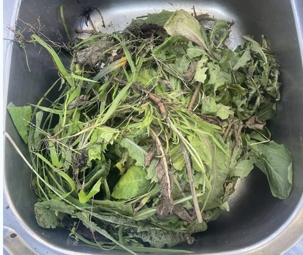 Dandelion coffee