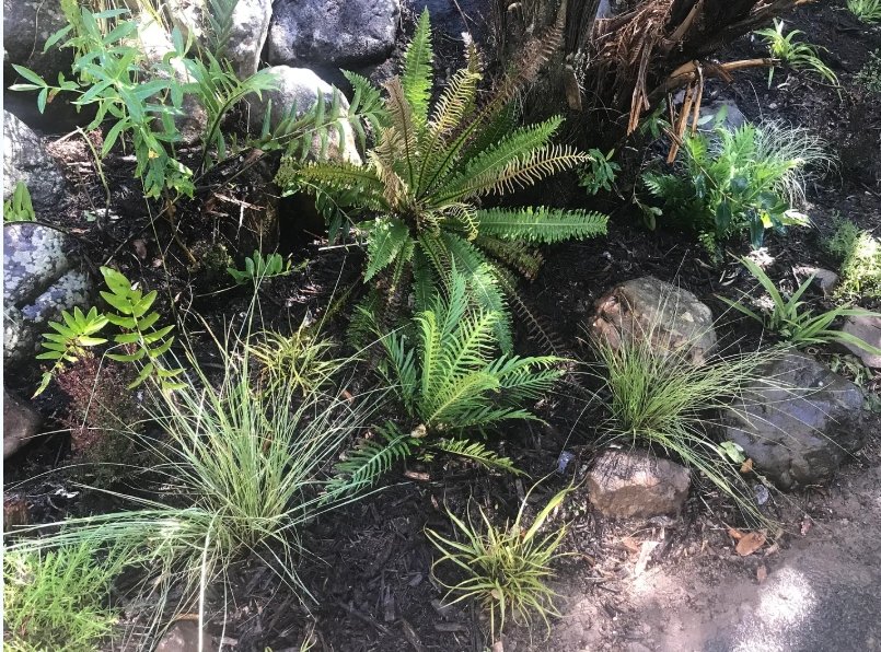 What's going on in Pamela's garden?