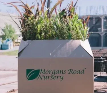 Some plant buying hacks